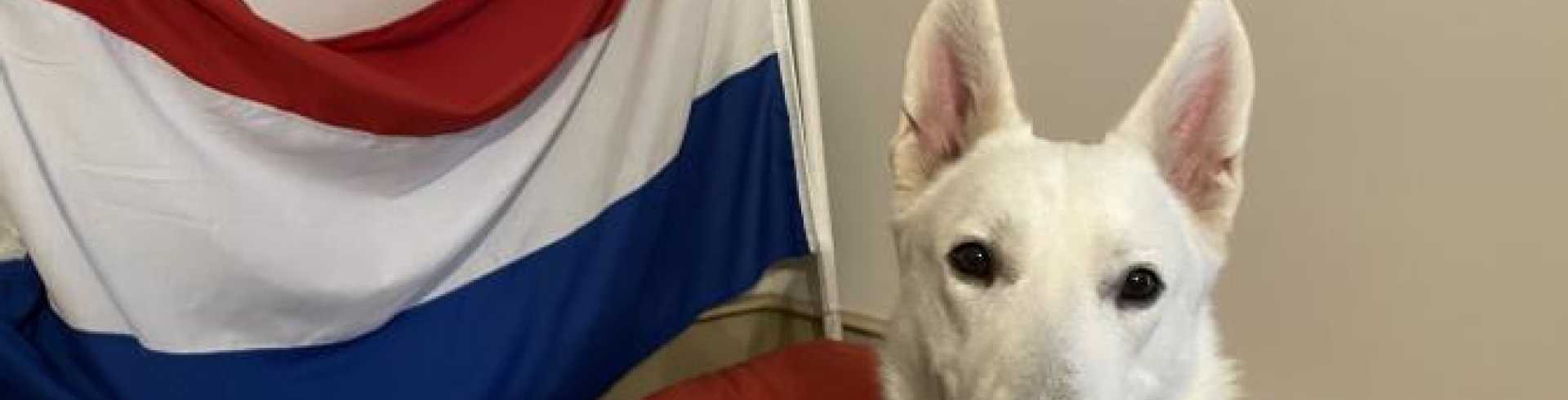 Sunnyside White Swiss Shepherds / Clarksville VA /