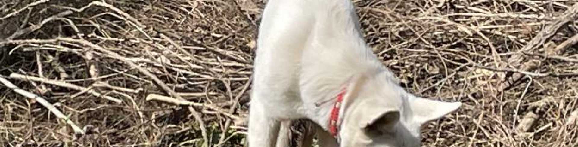 Sunnyside White Swiss Shepherds / Clarksville VA / Tick season started - what to do?
