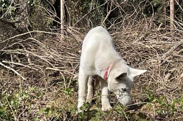 The Sunnyside Sisters Bed and Breakfast / Clarksville VA / Tick season started - what to do?