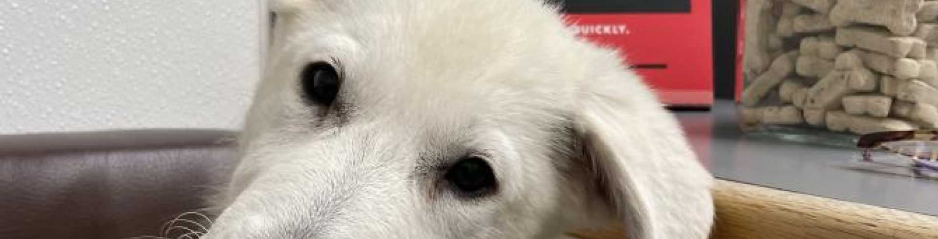 Sunnyside White Swiss Shepherds / Clarksville VA /