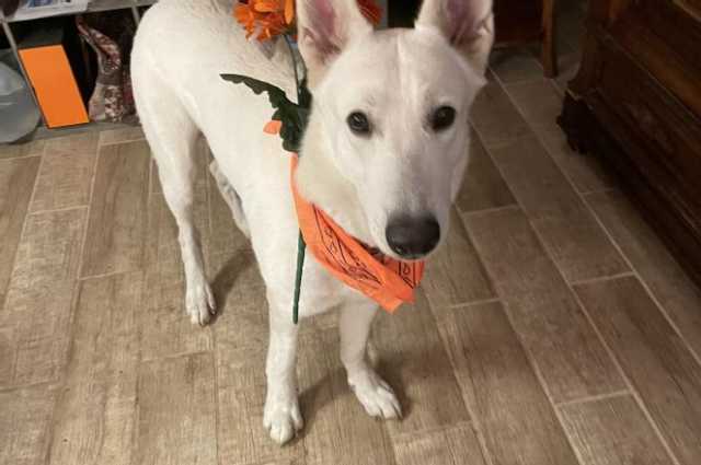 The Sunnyside Sisters Bed and Breakfast / Clarksville VA / Orange tomorrow