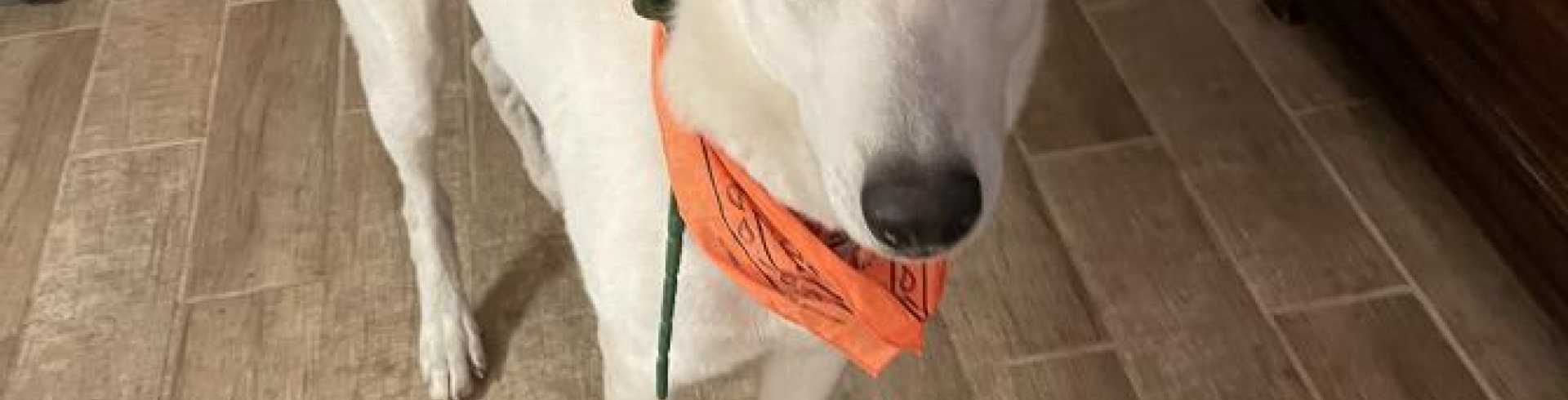 Sunnyside White Swiss Shepherds / Clarksville VA / Orange tomorrow