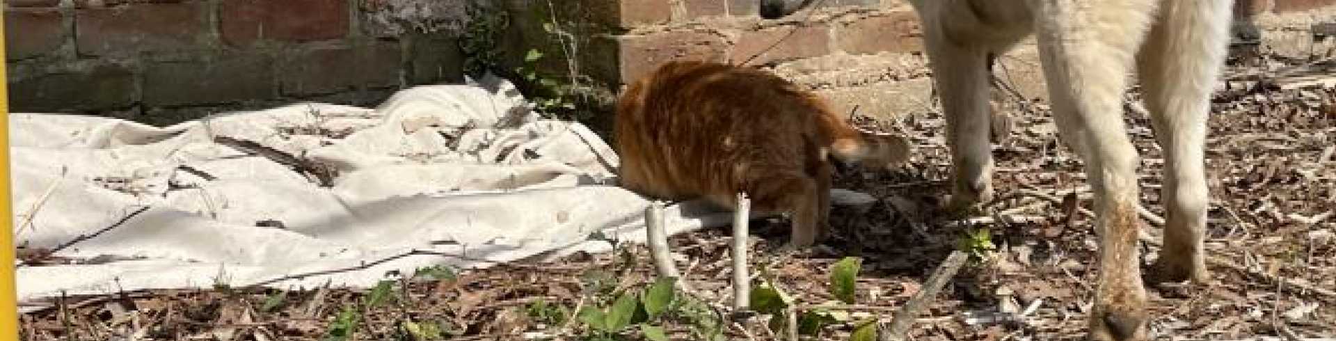 Sunnyside White Swiss Shepherds / Clarksville VA /