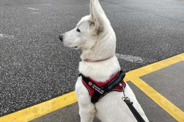 The Sunnyside Sisters Bed and Breakfast / Clarksville VA / Service dog in training