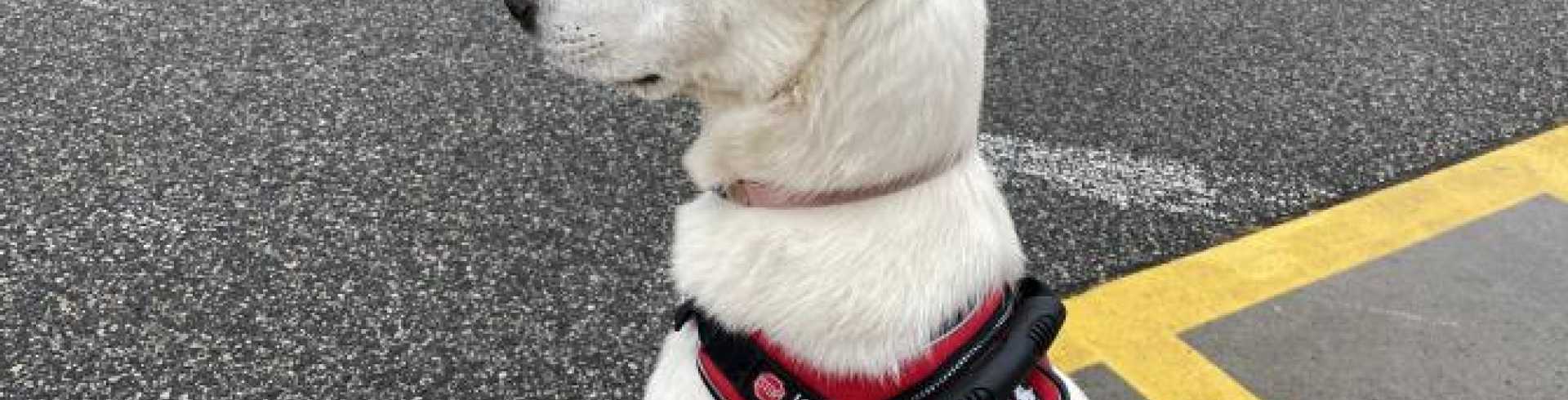 Sunnyside White Swiss Shepherds / Clarksville VA / Service dog in training