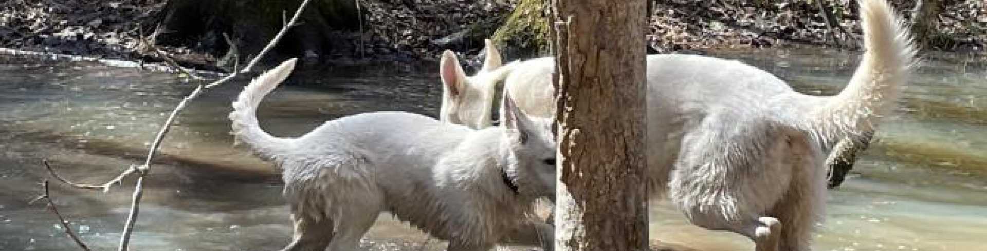 Sunnyside White Swiss Shepherds / Clarksville VA / Pond Fun