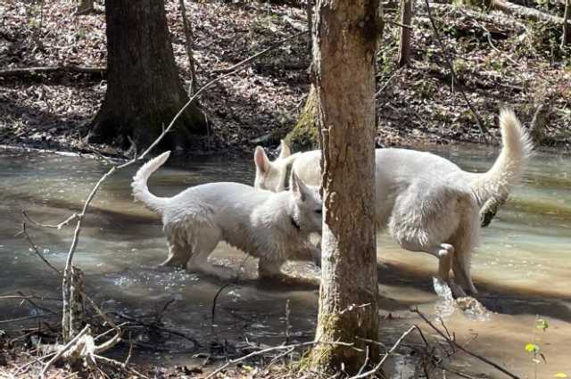 The Sunnyside Sisters Bed and Breakfast / Clarksville VA / Pond Fun