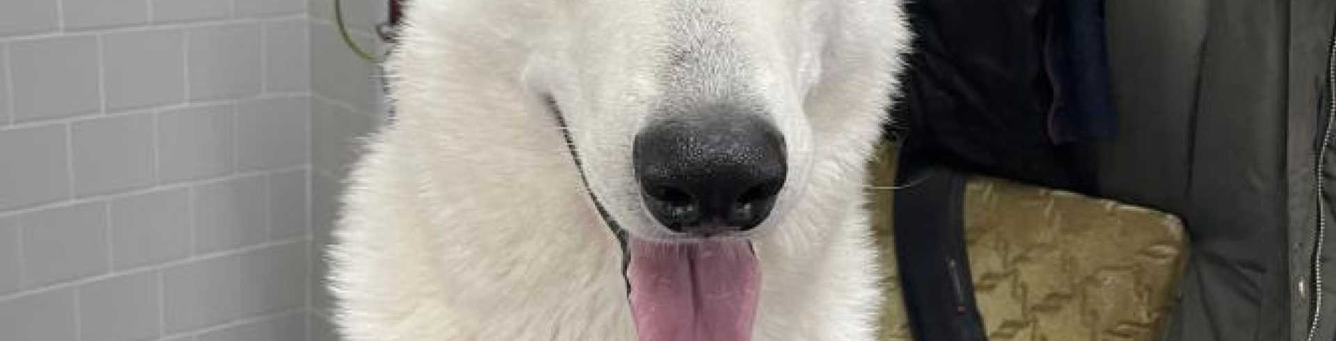 Sunnyside White Swiss Shepherds / Clarksville VA / Mojo: Hips and elbows tested