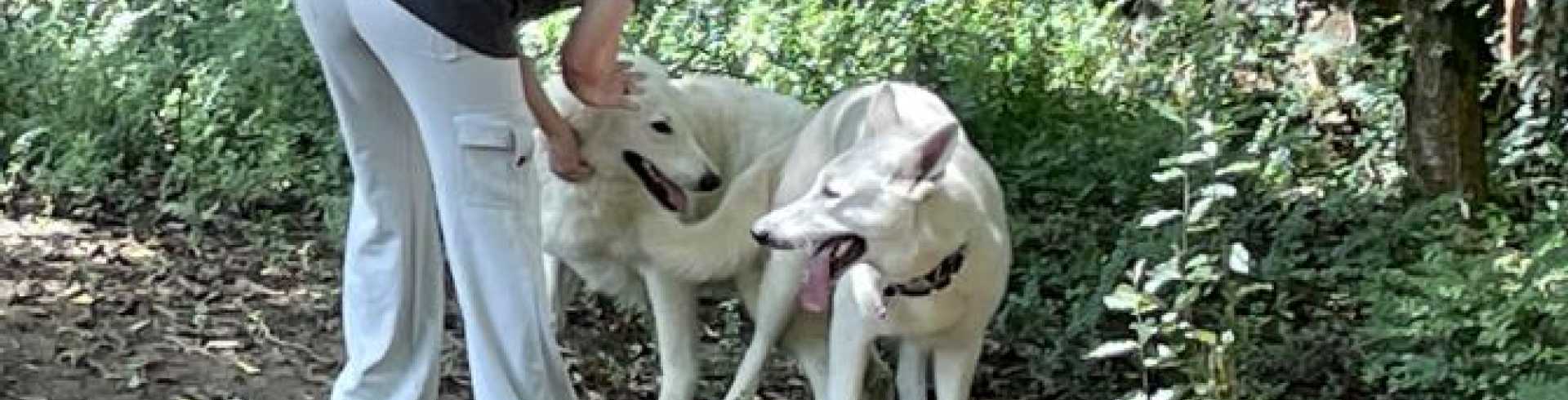 Sunnyside White Swiss Shepherds / Clarksville VA /