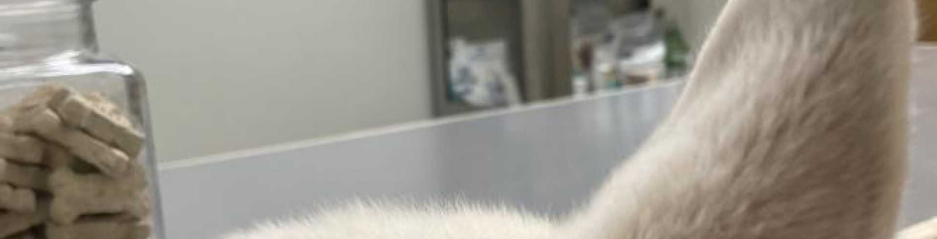 Sunnyside White Swiss Shepherds / Clarksville VA /