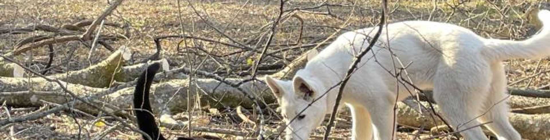 Sunnyside White Swiss Shepherds / Clarksville VA /