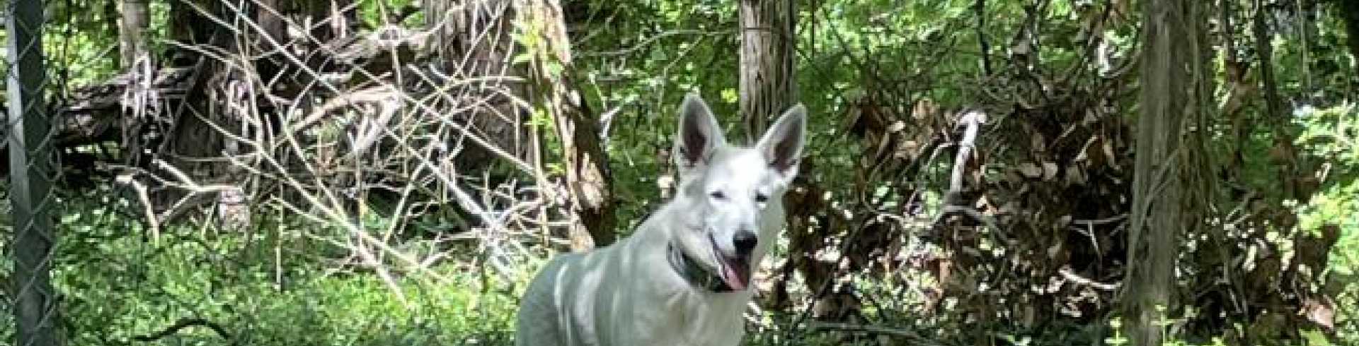 Sunnyside White Swiss Shepherds / Clarksville VA /