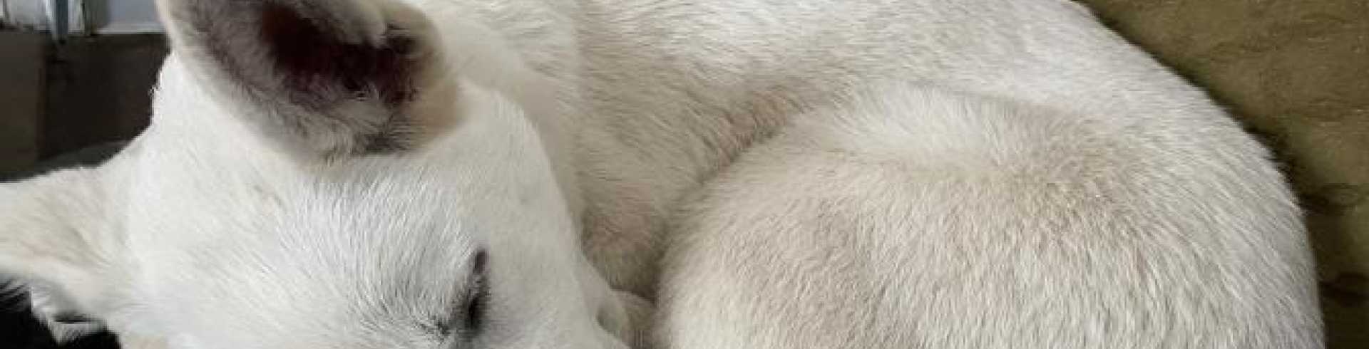 Sunnyside White Swiss Shepherds / Clarksville VA /