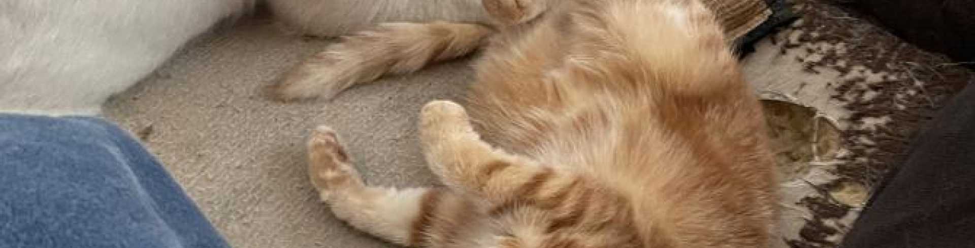 Sunnyside White Swiss Shepherds / Clarksville VA /