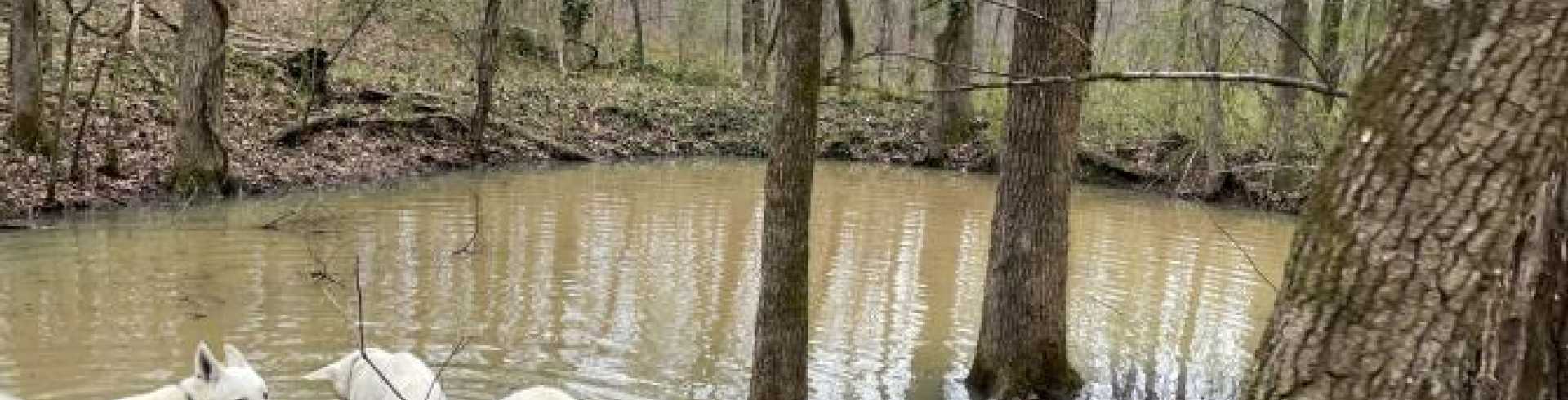 Sunnyside White Swiss Shepherds / Clarksville VA /