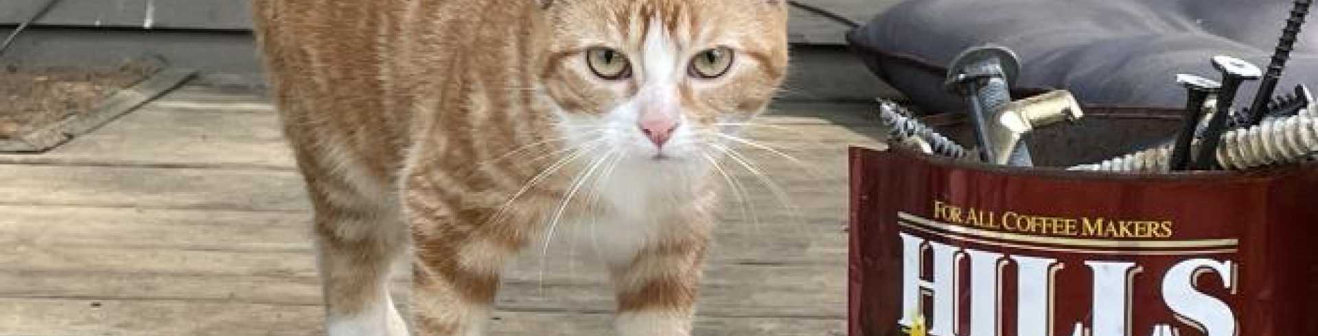 Sunnyside White Swiss Shepherds / Clarksville VA /