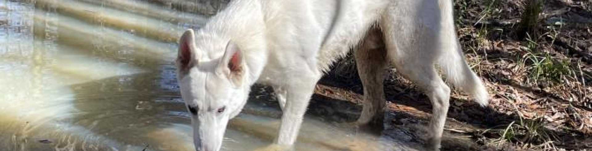 Sunnyside White Swiss Shepherds / Clarksville VA /