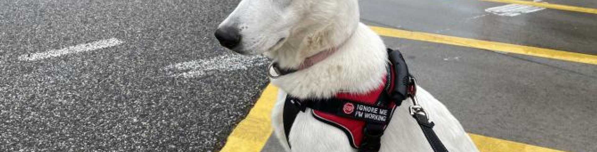 Sunnyside White Swiss Shepherds / Clarksville VA /