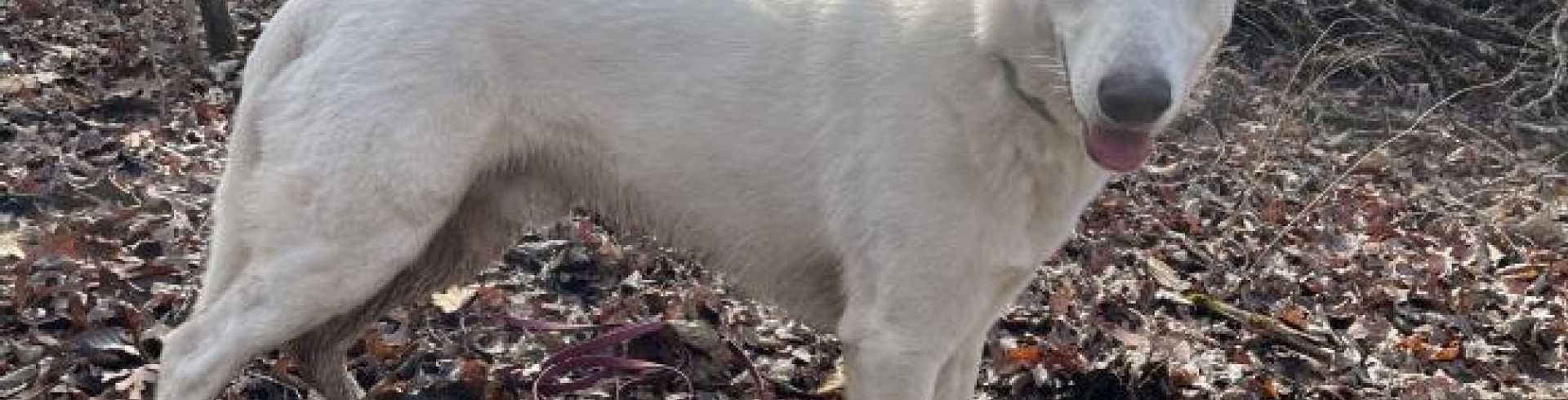 Sunnyside White Swiss Shepherds / Clarksville VA /