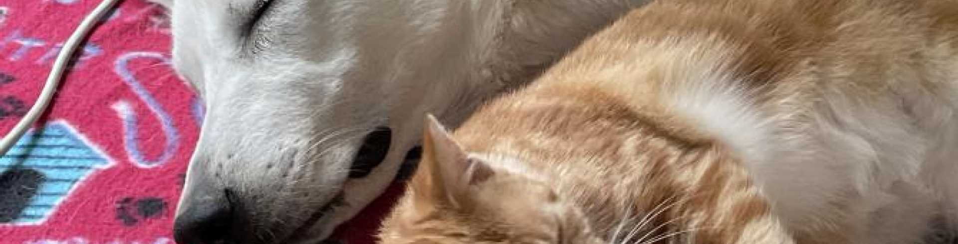 Sunnyside White Swiss Shepherds / Clarksville VA /