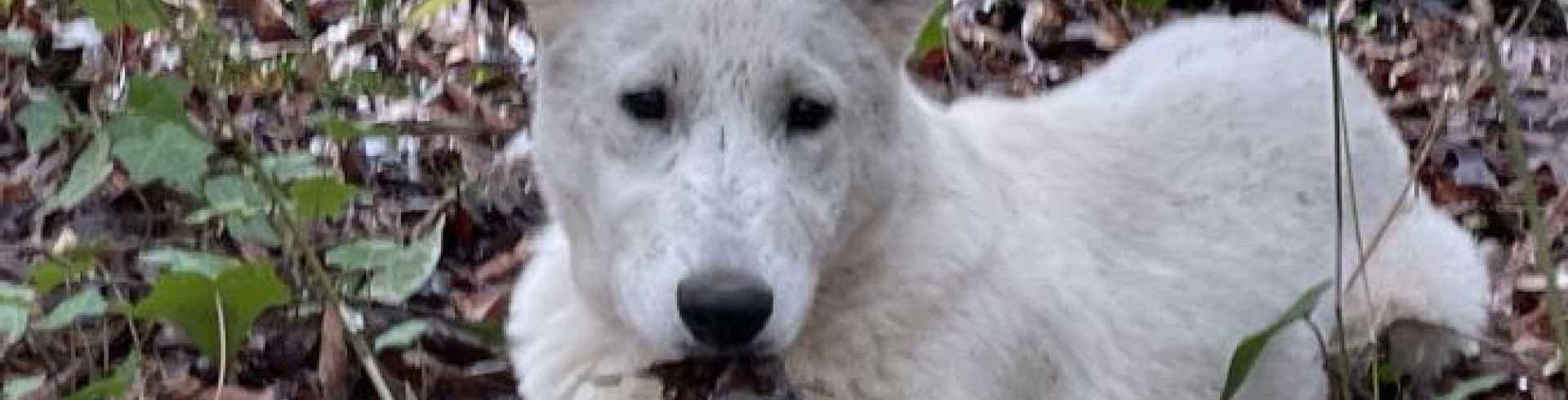 Sunnyside White Swiss Shepherds / Clarksville VA / Dirty ‘Harry-ette’