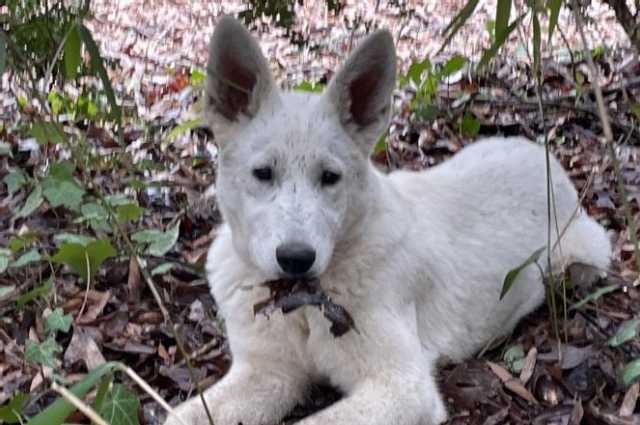 The Sunnyside Sisters Bed and Breakfast / Clarksville VA / Dirty ‘Harry-ette’