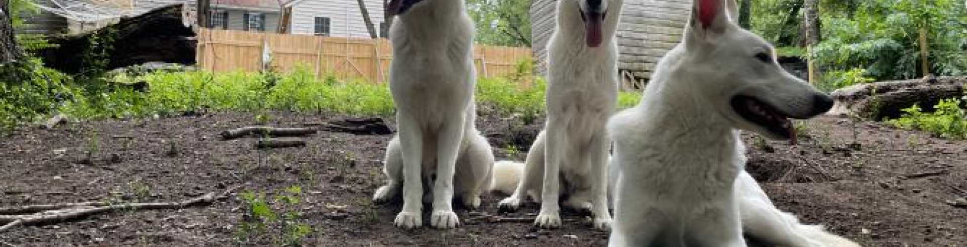 Sunnyside White Swiss Shepherds / Clarksville VA / Photo shoot