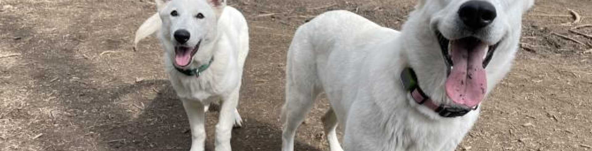 Sunnyside White Swiss Shepherds / Clarksville VA / Redirection is key