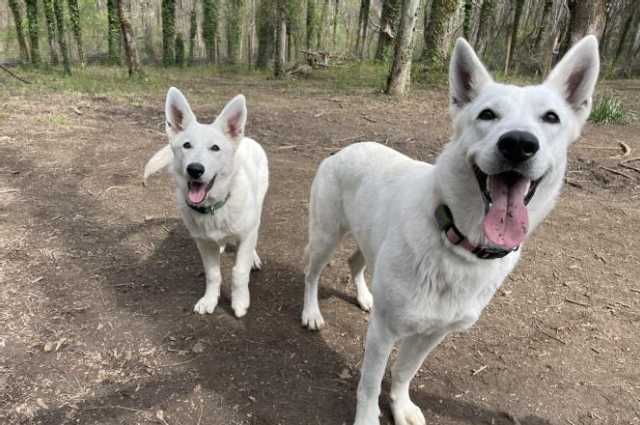 The Sunnyside Sisters Bed and Breakfast / Clarksville VA / Redirection is key