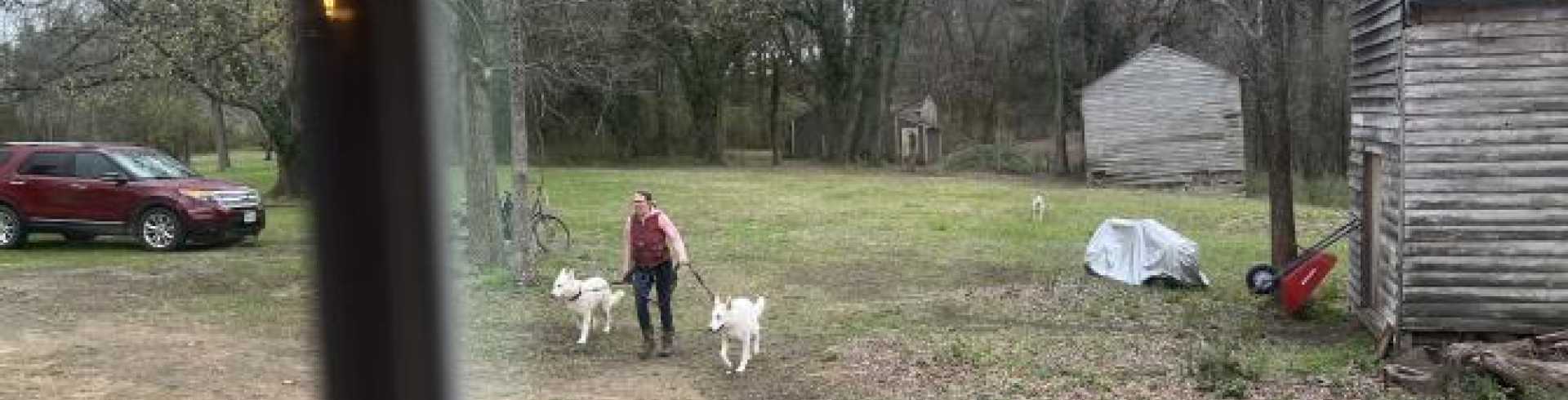 Sunnyside White Swiss Shepherds / Clarksville VA /