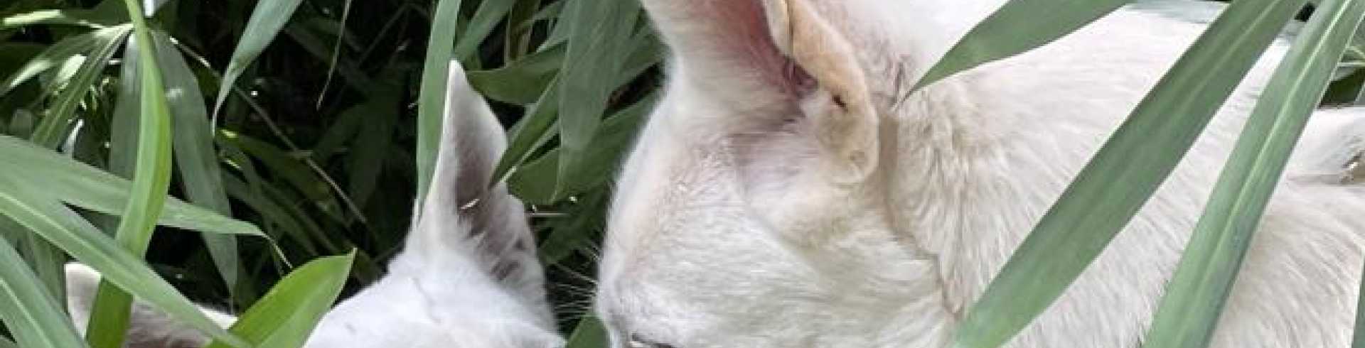 Sunnyside White Swiss Shepherds / Clarksville VA /