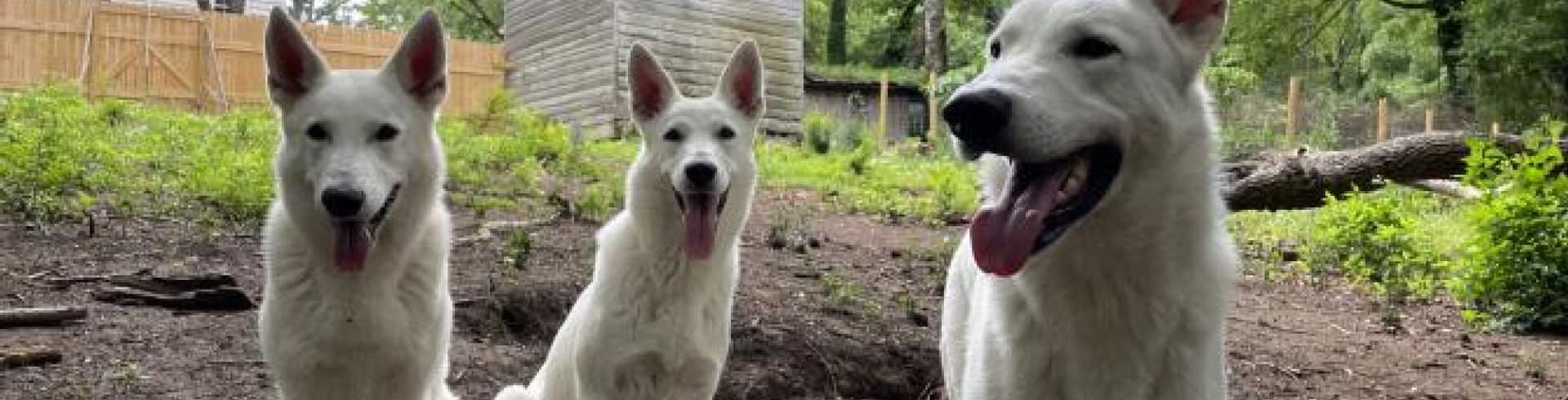 Sunnyside White Swiss Shepherds / Clarksville VA /