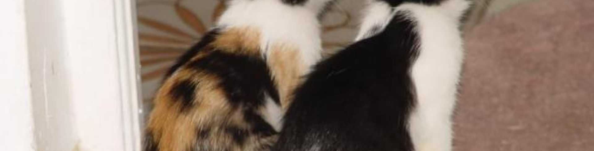 Sunnyside White Swiss Shepherds / Clarksville VA /