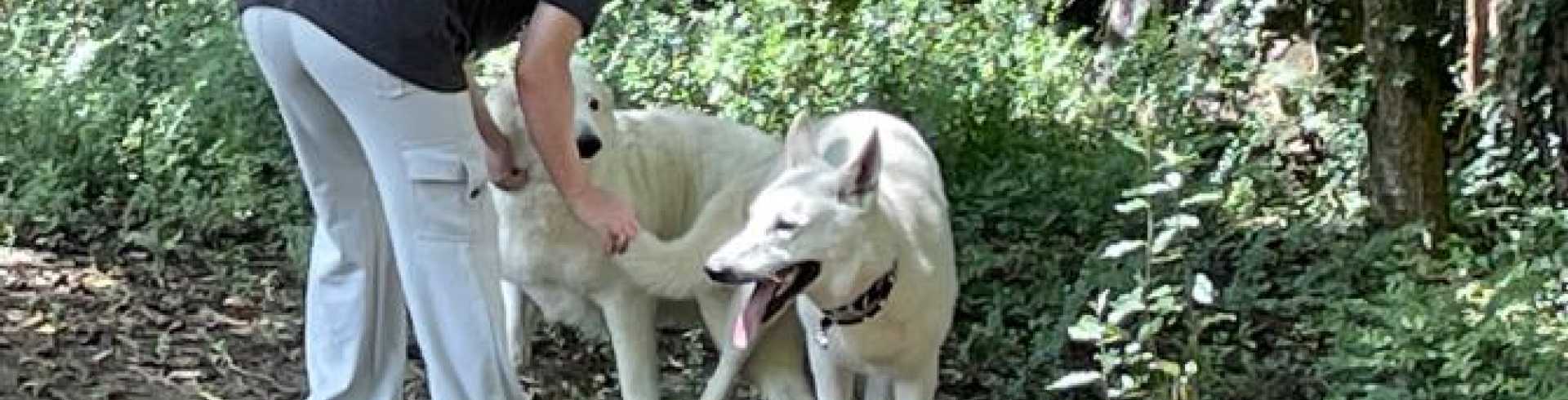 Sunnyside White Swiss Shepherds / Clarksville VA /