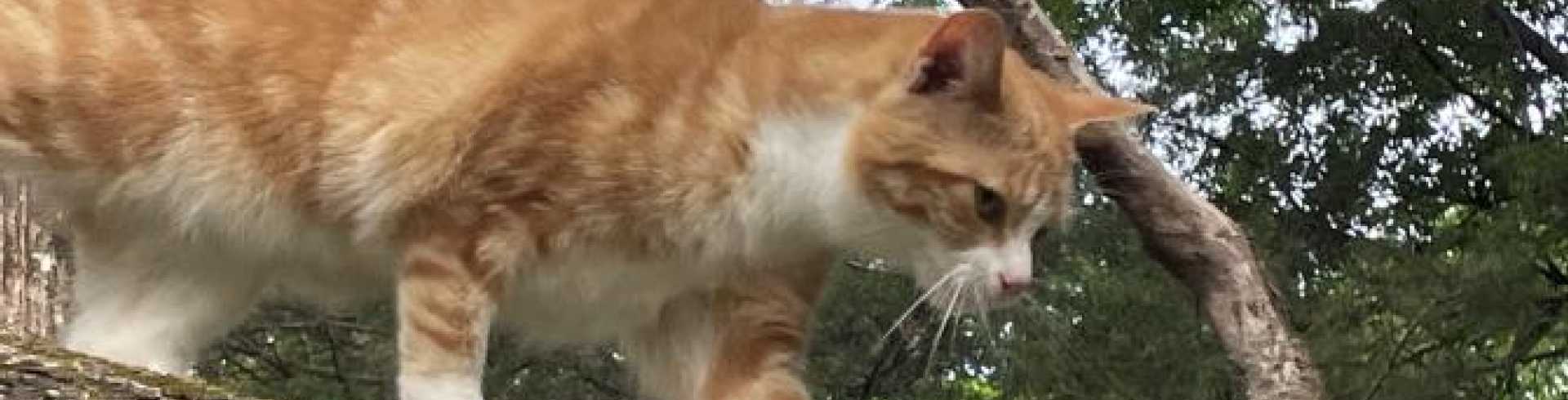 Sunnyside White Swiss Shepherds / Clarksville VA /