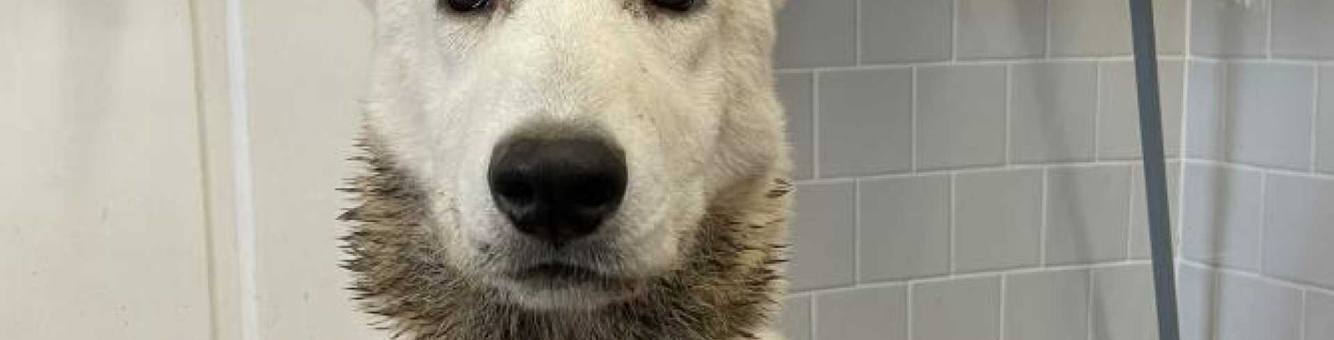 Sunnyside White Swiss Shepherds / Clarksville VA /