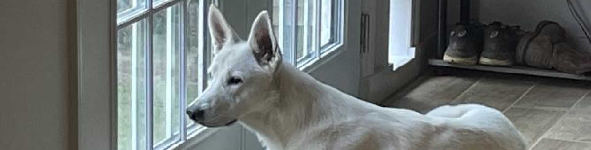 Sunnyside White Swiss Shepherds / Clarksville VA /