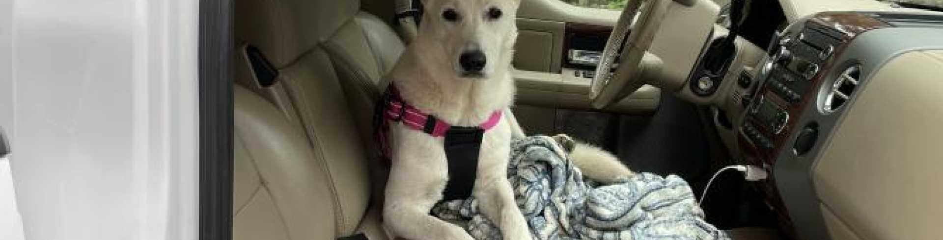 Sunnyside White Swiss Shepherds / Clarksville VA / Driving in my car