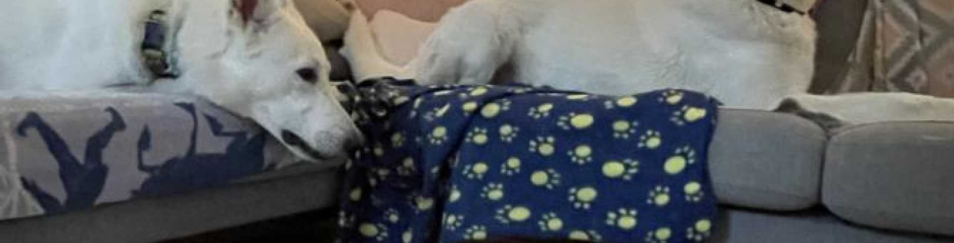 Sunnyside White Swiss Shepherds / Clarksville VA /