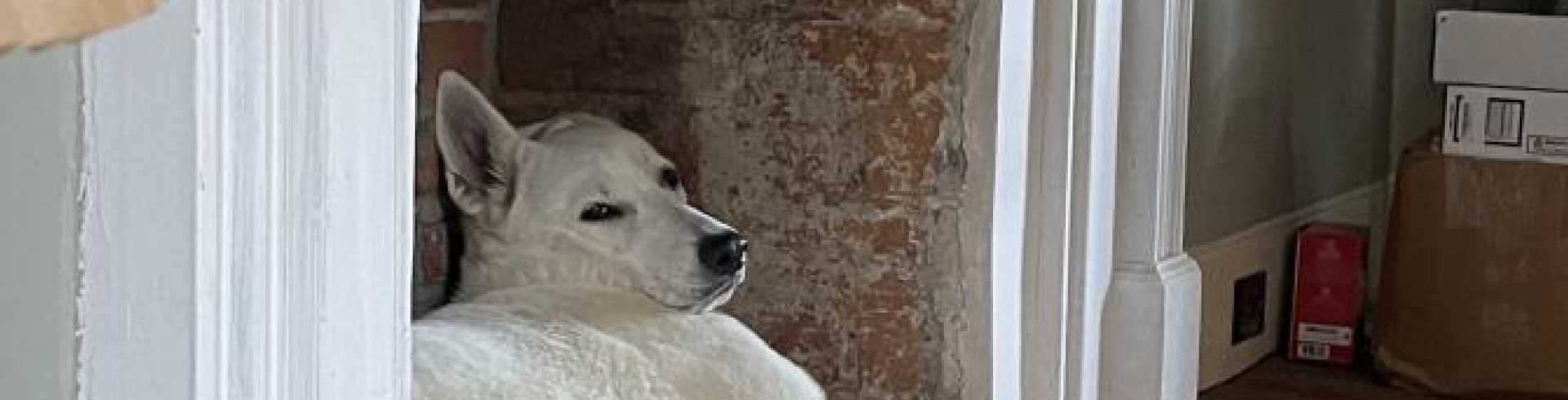 Sunnyside White Swiss Shepherds / Clarksville VA /