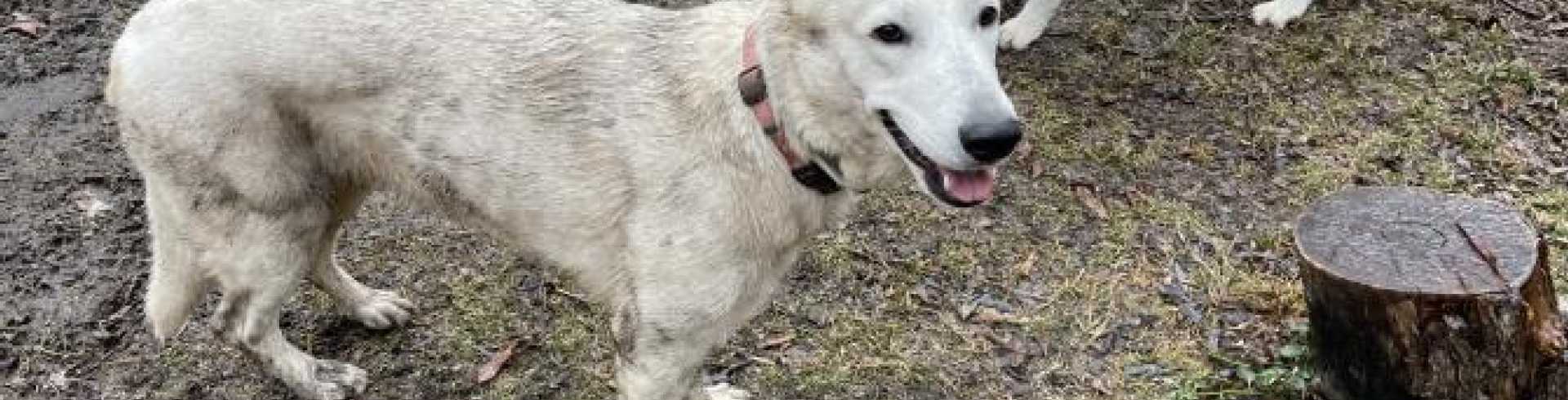 Sunnyside White Swiss Shepherds / Clarksville VA / Tomboy Jessie