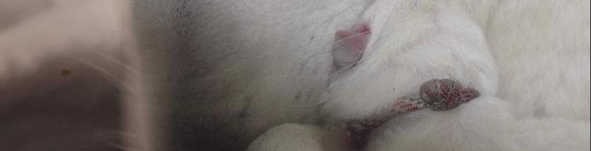 Sunnyside White Swiss Shepherds / Clarksville VA /