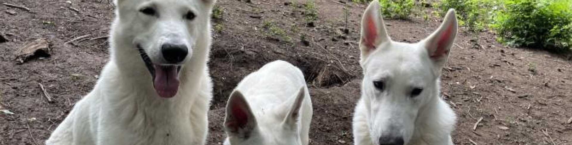 Sunnyside White Swiss Shepherds / Clarksville VA /