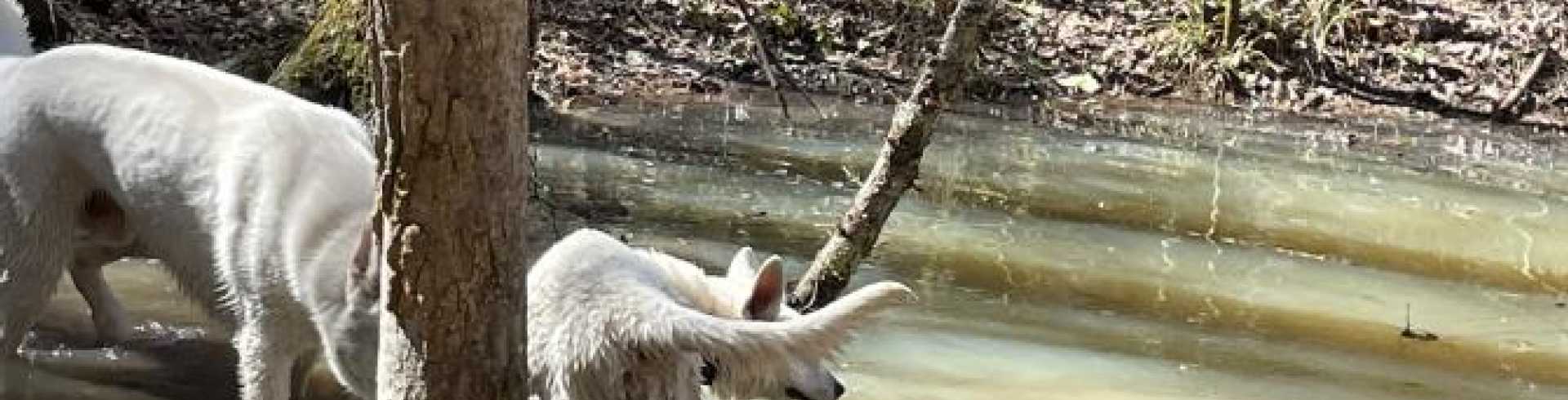 Sunnyside White Swiss Shepherds / Clarksville VA /