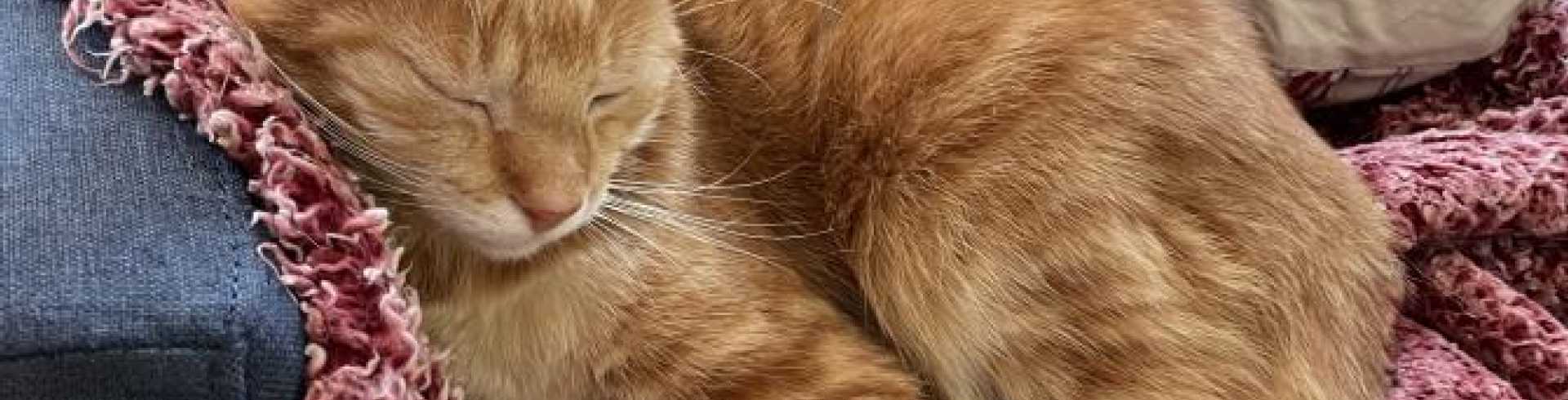 Sunnyside White Swiss Shepherds / Clarksville VA /