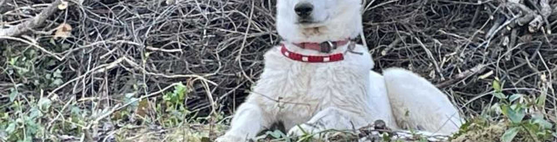 Sunnyside White Swiss Shepherds / Clarksville VA / Jessie six months old