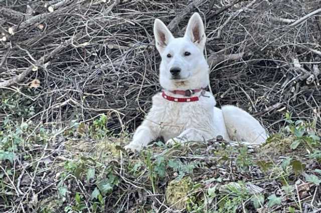 The Sunnyside Sisters Bed and Breakfast / Clarksville VA / Jessie six months old