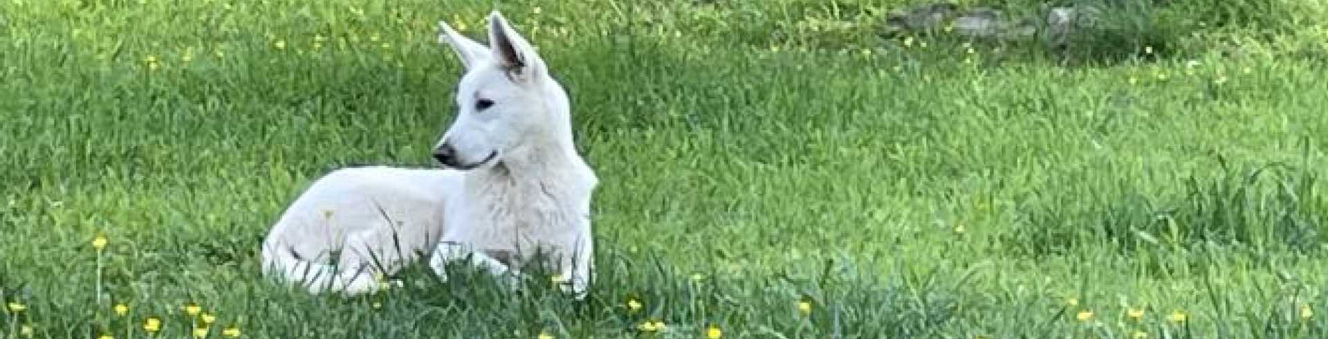 Sunnyside White Swiss Shepherds / Clarksville VA / First season for Jessie?