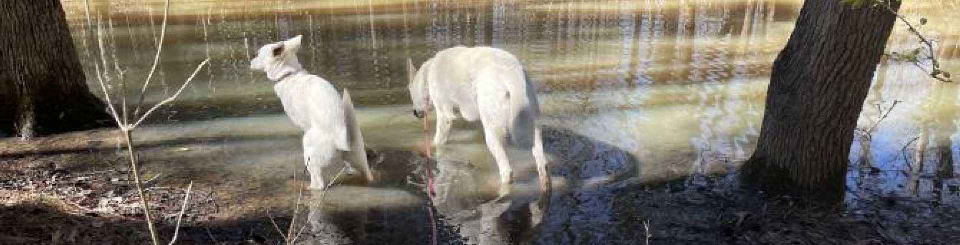 Sunnyside White Swiss Shepherds / Clarksville VA /