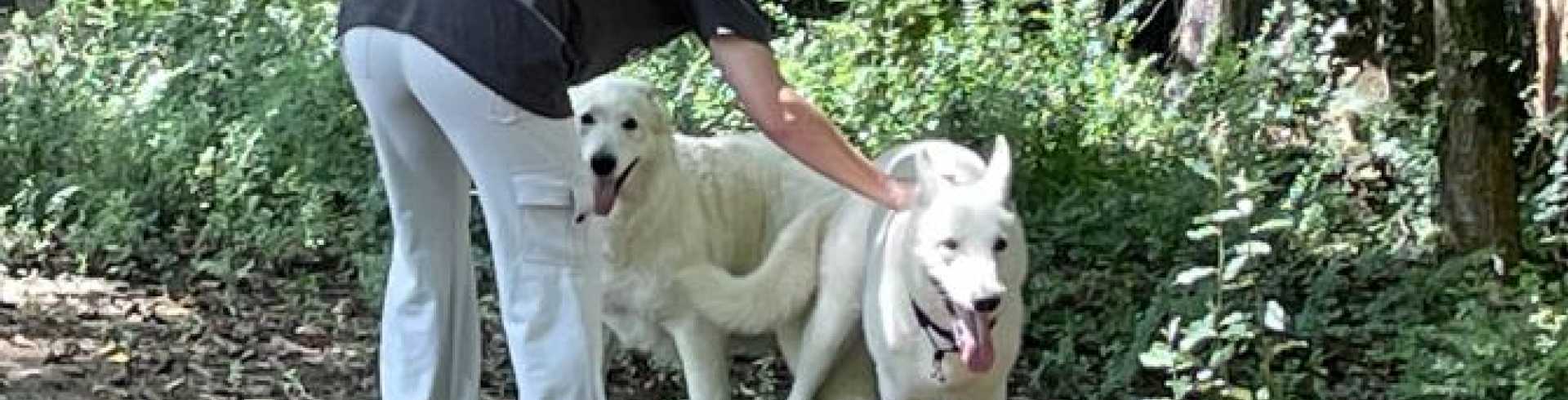 Sunnyside White Swiss Shepherds / Clarksville VA / Little Mojo’s this fall?